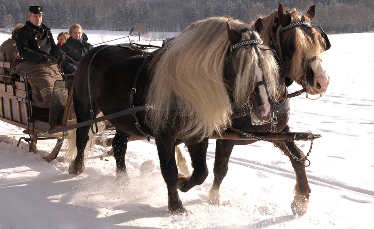 German Forest Horse - rare horse breed
