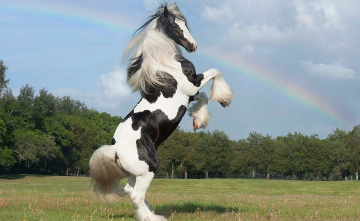 Gypsy Vanner - rare horse breed