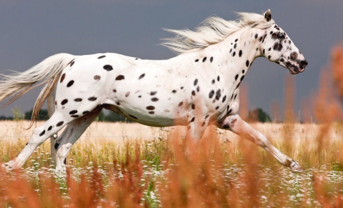 Knabstrupper - rare horse breed