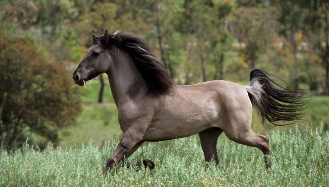 Sorraia - rare horse breed