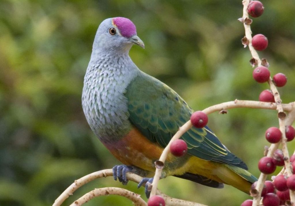 Rose Crowned Fruit Dove