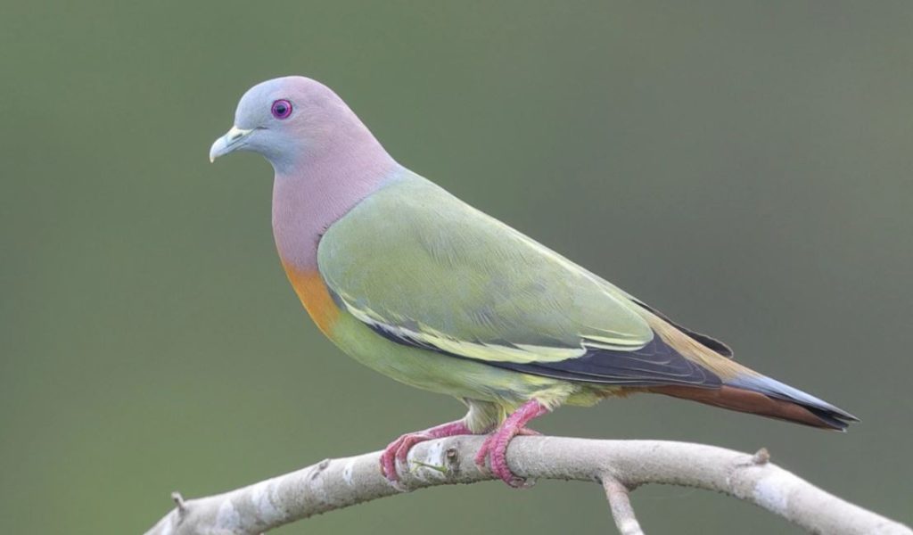 Pink Necked Green Pigeon