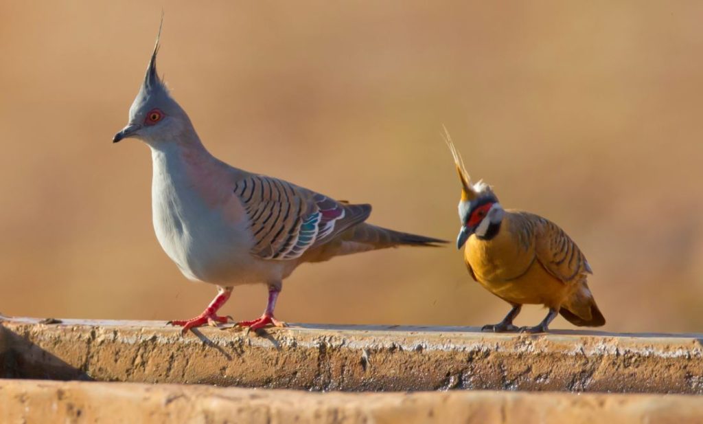 Spinifex Pigeon