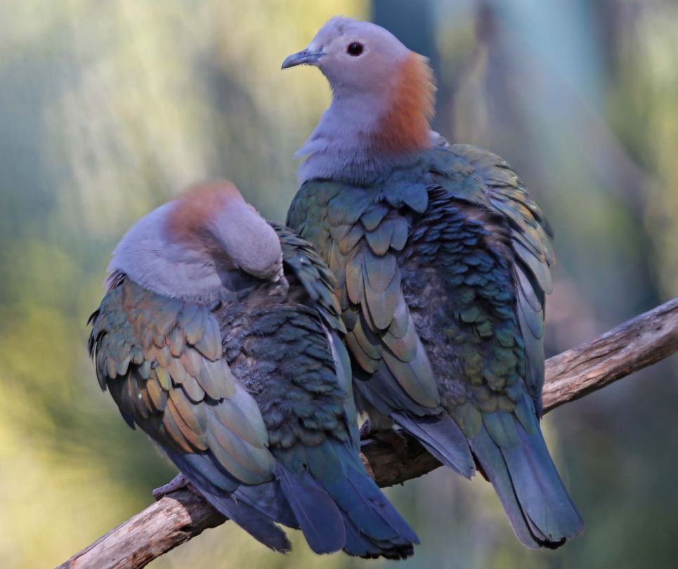 Green Imperial Pigeon