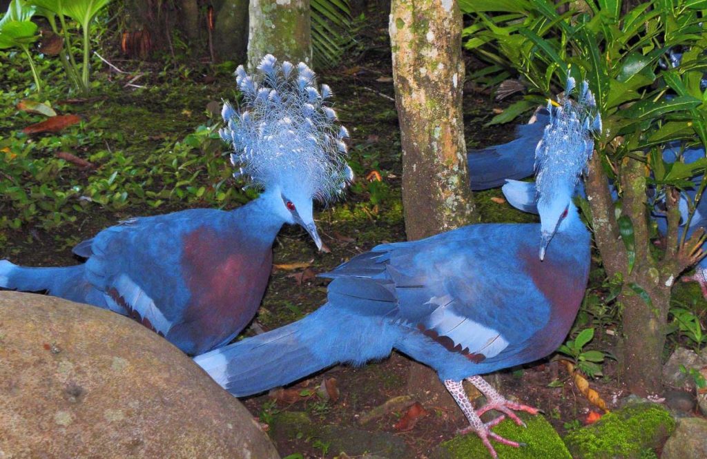 Victoria Crowned Pigeon