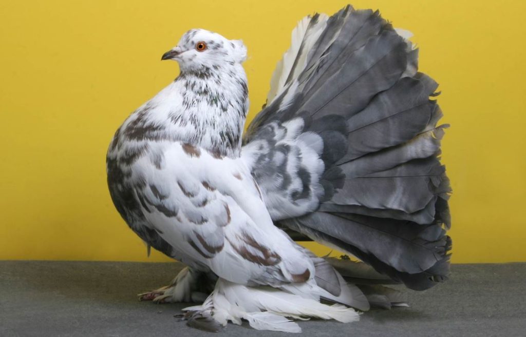 Fantail Pigeon