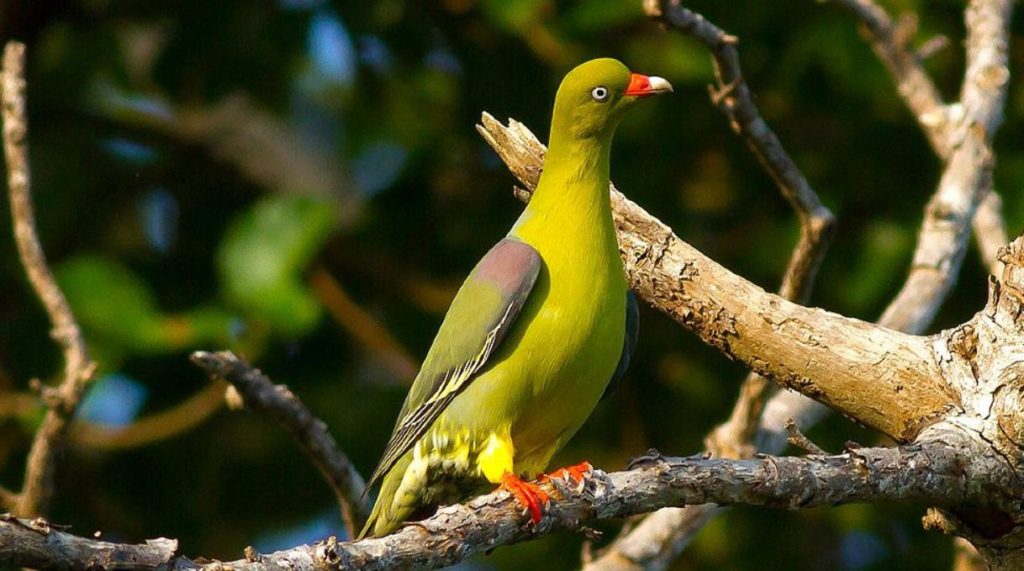 African Green Pigeon