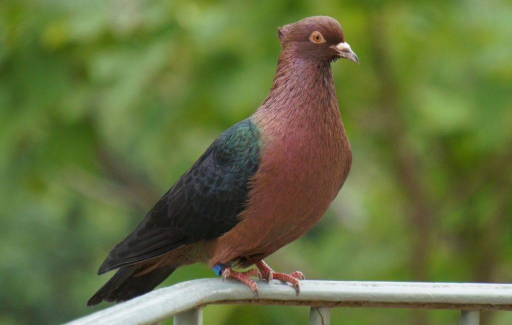 Archangel Pigeon