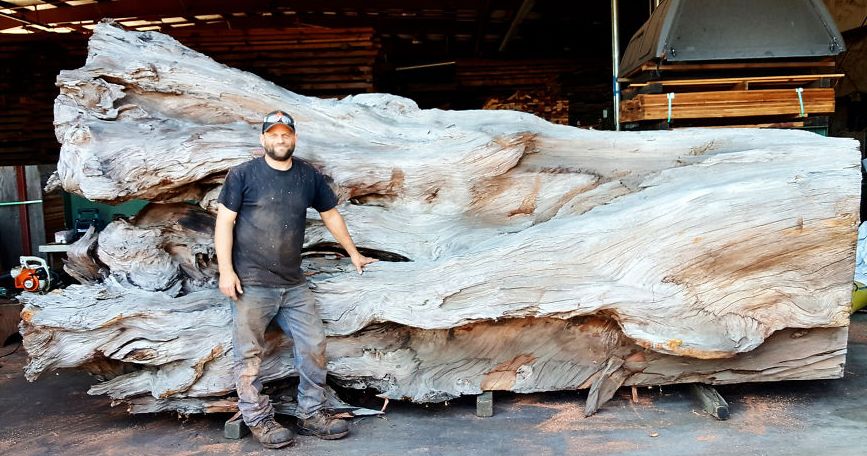 Fallen Redwood turns into Giant Sea Octopus art