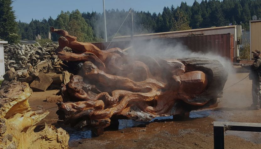 Fallen Redwood turns into Giant Sea Octopus art