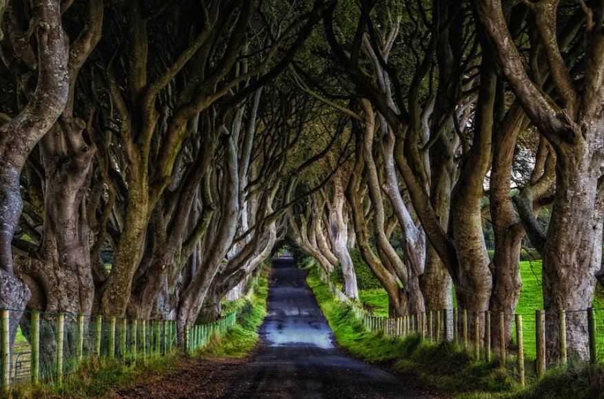 Dark Hedges, Northern Ireland - Game Of Thrones Film Locations