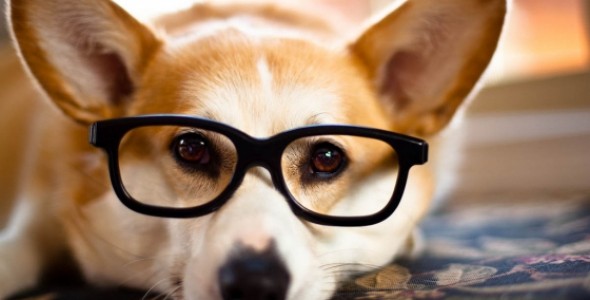 puce chien photo