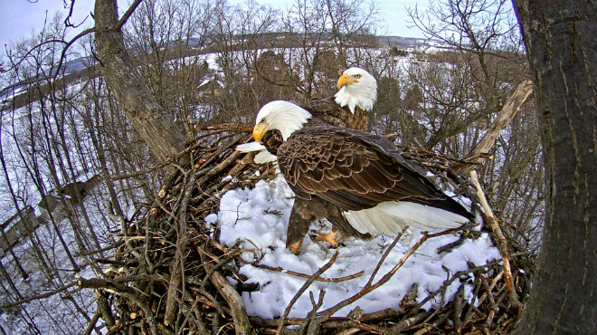 Eagles swap places after egg hatches at Codorus State Park, Hanover, PA