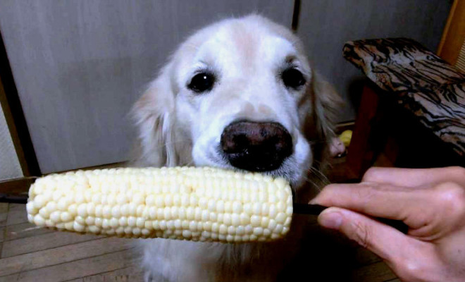 dog eating corn goes viral
