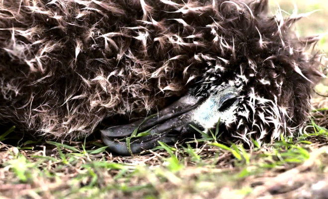 dying birds at midway island in pacific