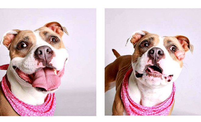 shelter dogs photos goes viral