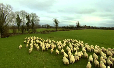 shep the modern sheep herding drone goes viral
