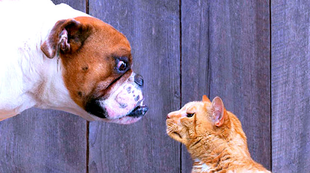 viral funny dog barks loud cat chase