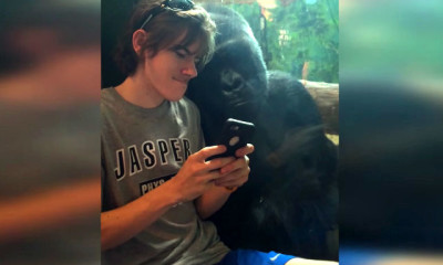 man and gorilla photos on phone viral zoo