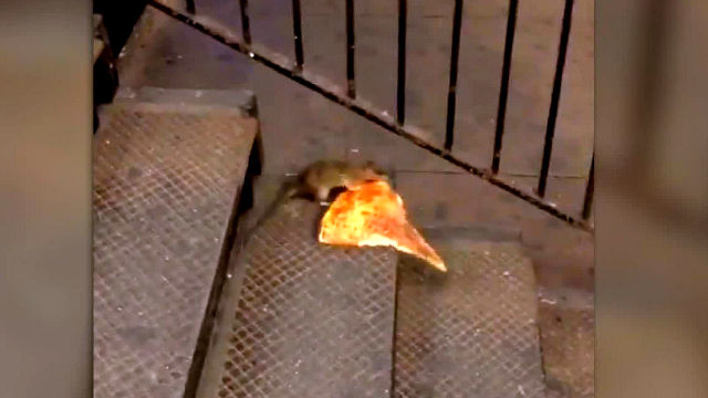 rat drag pizza ninja turtles viral net