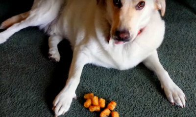 dog hoarder cute viral on youtube