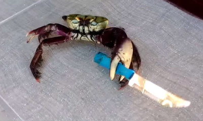 ganster crab went viral on youtube