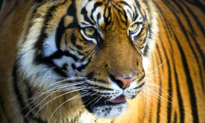 tiger in traffic at qatar viral seen video