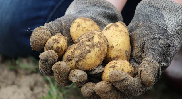 Harvest Potato