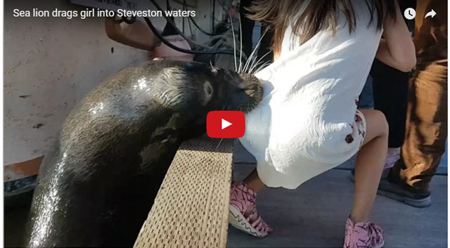 Terrifying video of sea lion pulling girl underwater