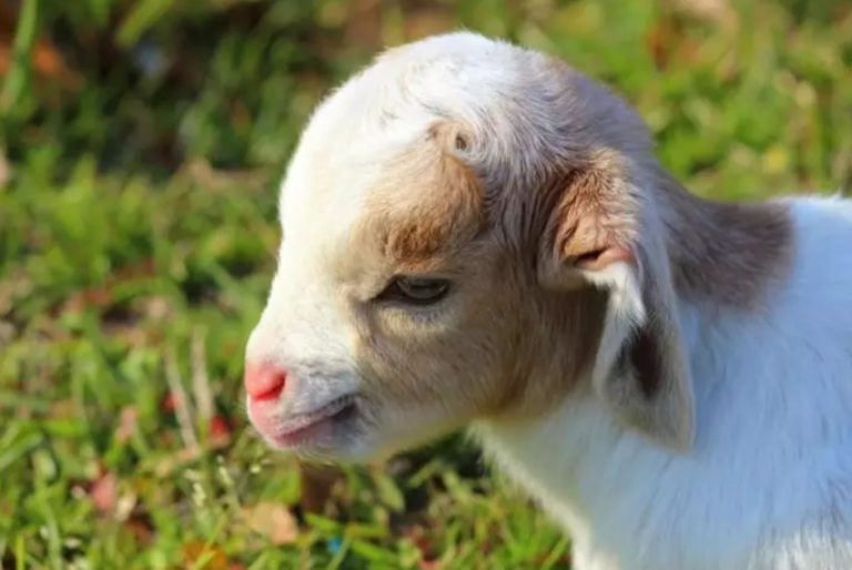 25 Of The Aww some And Cutest Baby Animal Pictures You ll Find Online 