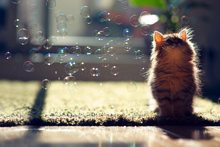 25 Of The Aww some And Cutest Baby Animal Pictures You ll Find Online 