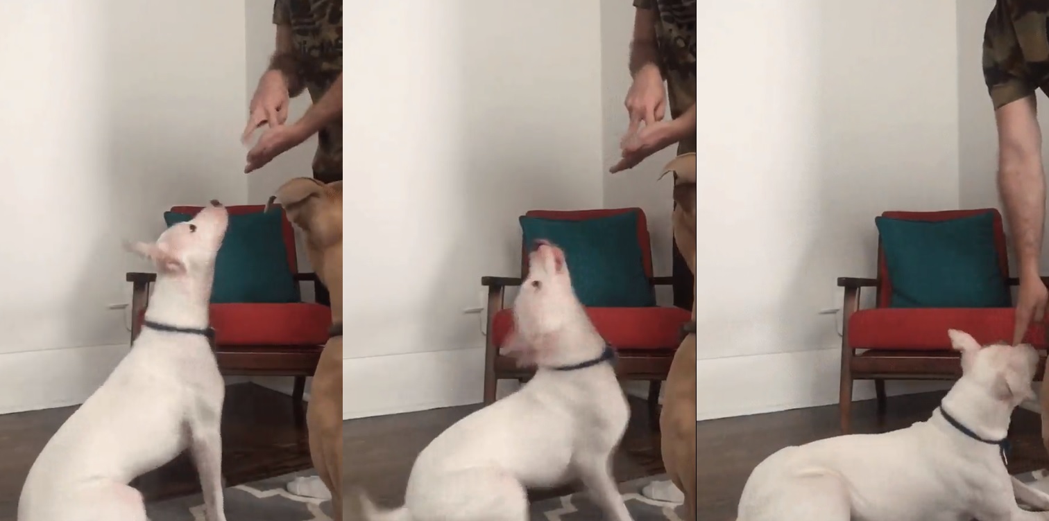 Guy signs "walkies" to his deaf dog and then the internet melts | HenSpark