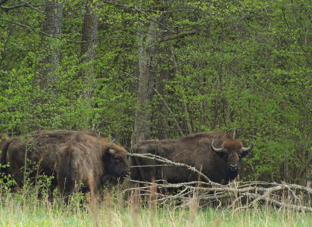 Bialowieza-Forest - Must see Places in Poland - Polska