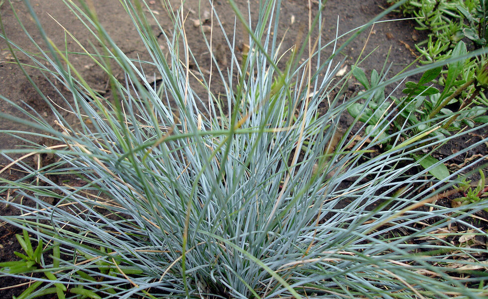 Soft blue ornamental grass tufts along a patio edge