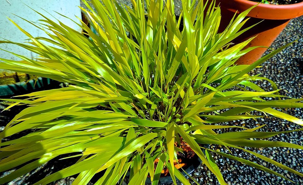 Cascading shade grass in a courtyard corner