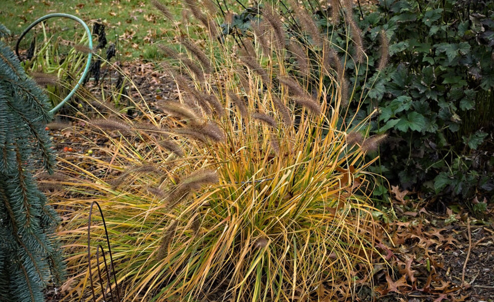 Compact fountain grass growing in containers