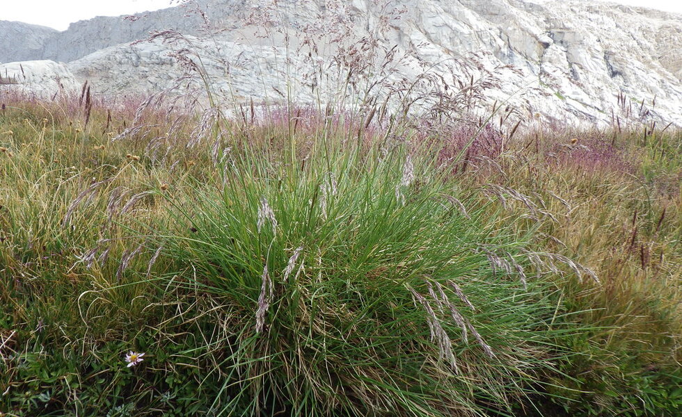 Airy hair grass in a moist pocket garden