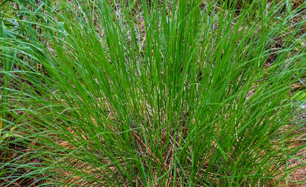 Prairie dropseed mounds edging a medium border