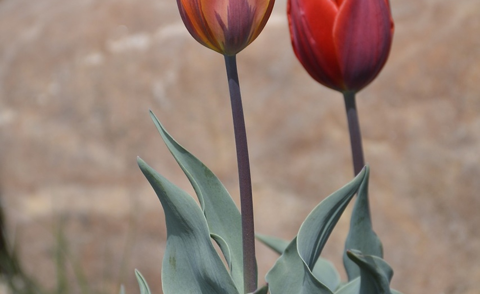 Boulder Accents That Anchor Plantings - Landscaping Rock Ideas