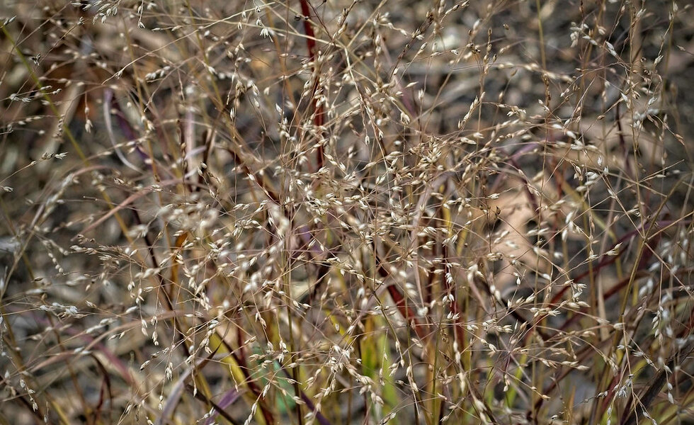 Upright switchgrass adding structure to a mid-yard bed