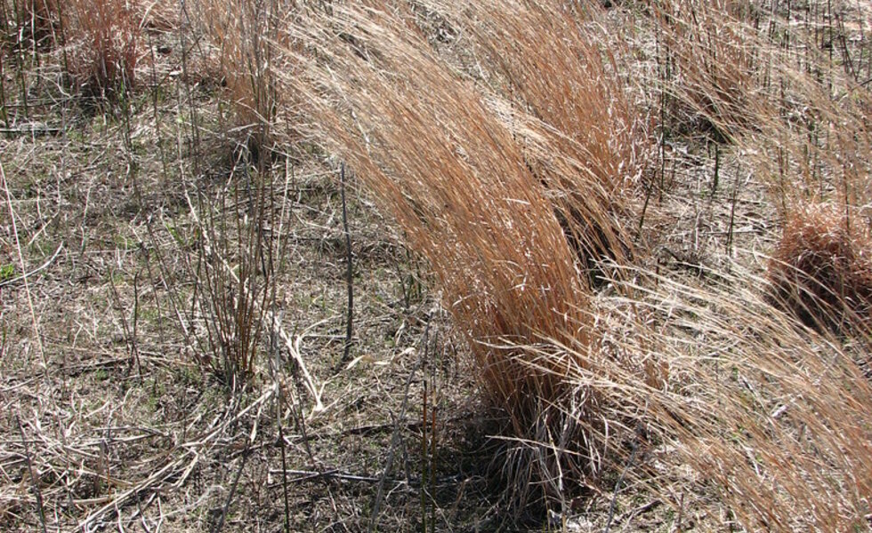 Little bluestem grasses on a sunny slope