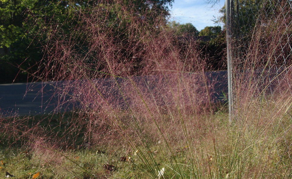Pink muhly grass forming clouds in late season