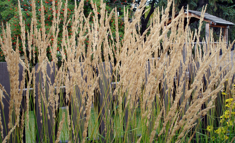 Feather reed grass columns lining a walkway