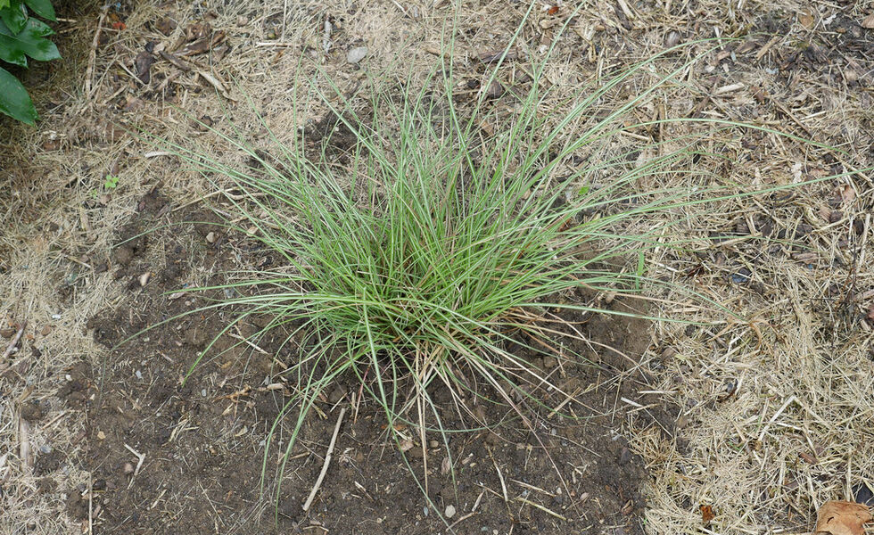 Tall ornamental grasses screening a property edge