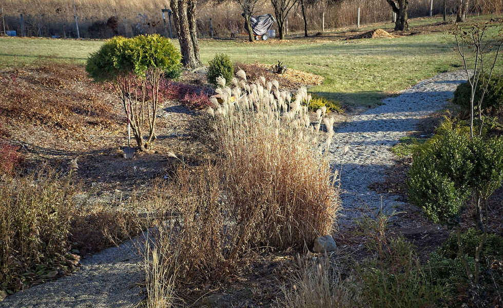 Ornamental grass seed heads adding winter interest