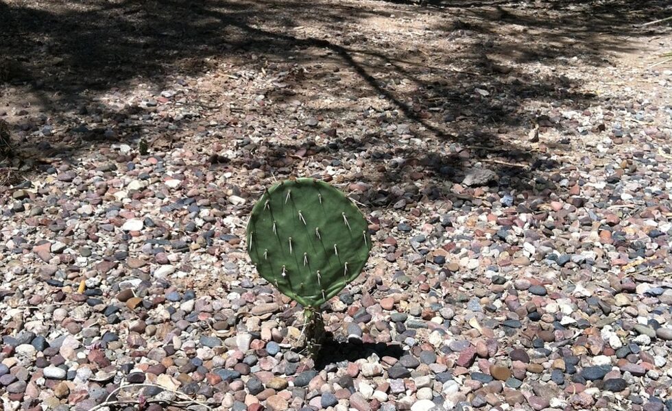 Contrast Play: Light Stone Against Dark Foliage - Landscaping Rock Ideas