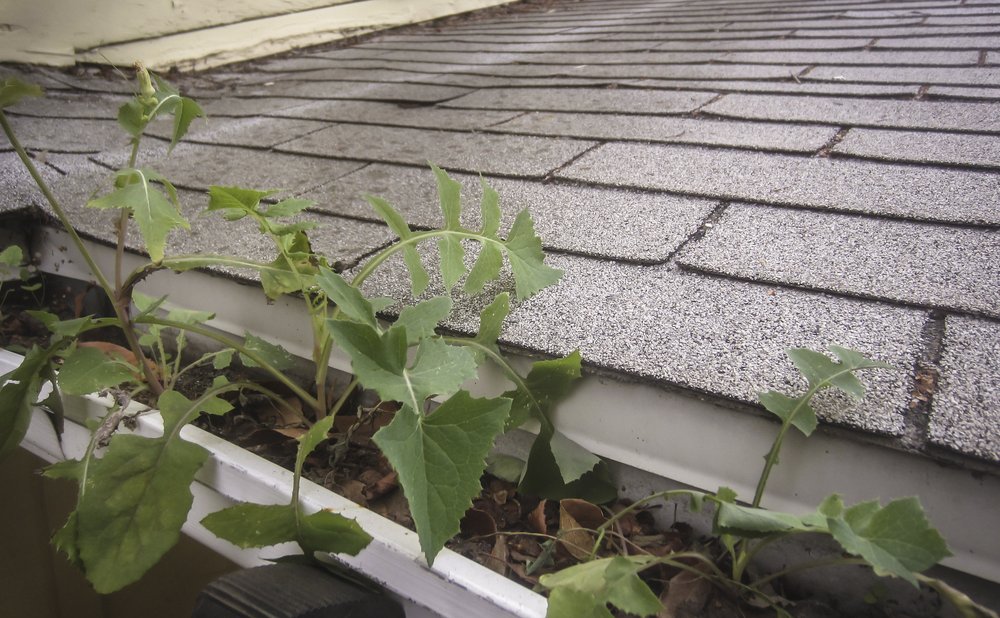 Gutter packed with wet leaves and debris near the downspout