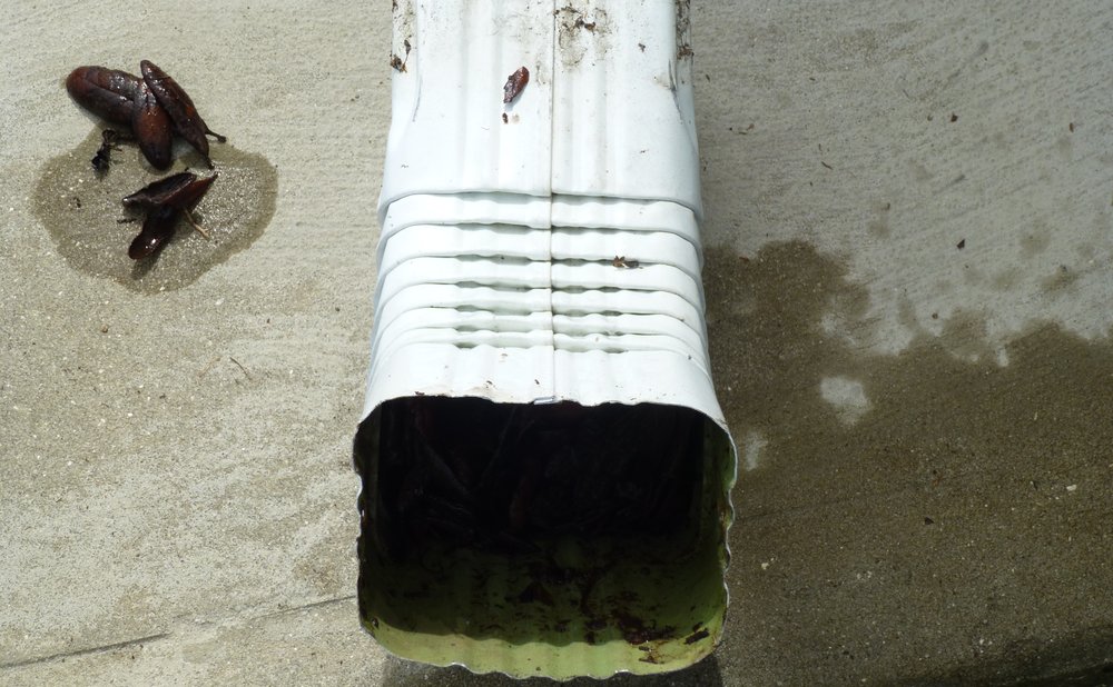 Garden hose fed into a downspout to unclog a downspout blockage