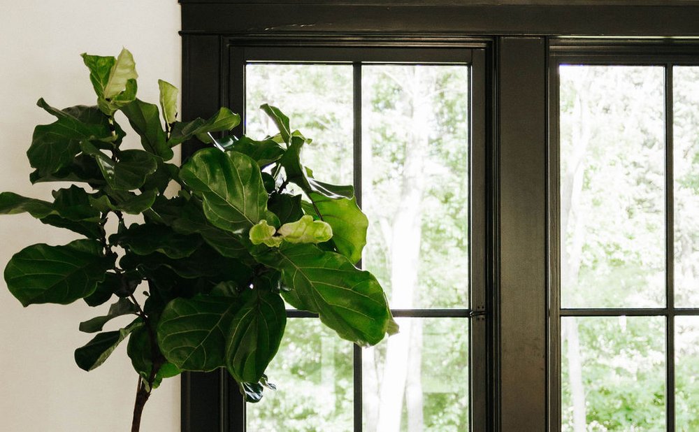 Tall fiddle leaf fig beside black-framed living room windows