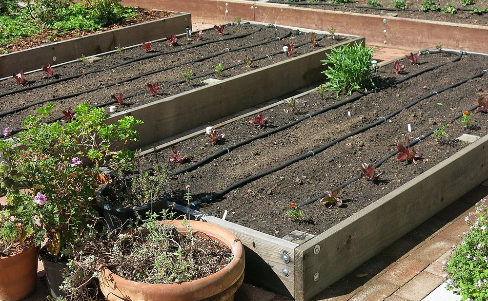 Classic Cedar Box Bed for First-Time Gardeners